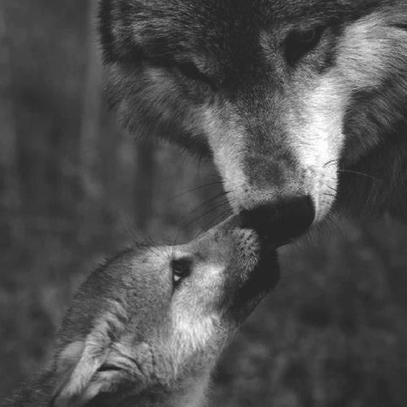 Meet your Posher, Samantha - Picture 1 of 1